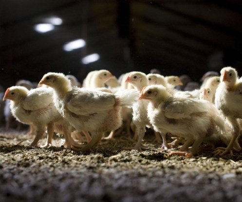 Ook kippen blijken meer en meer resistent tegen antibiotica.