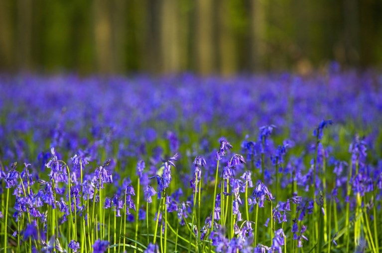 Belgische bloemenpracht lokt duizenden buitenlandse bezoekers