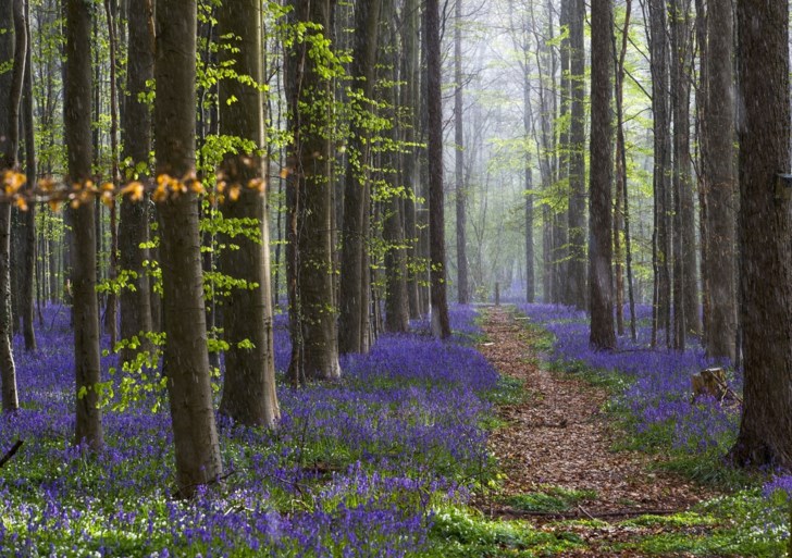 Belgische bloemenpracht lokt duizenden buitenlandse bezoekers