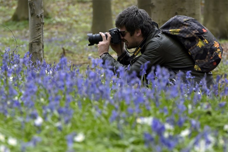 Belgische bloemenpracht lokt duizenden buitenlandse bezoekers