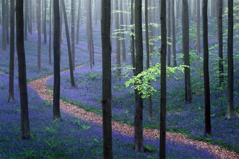 Belgische bloemenpracht lokt duizenden buitenlandse bezoekers
