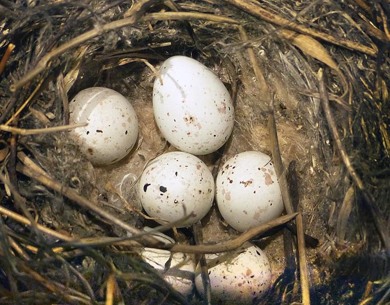 Monnik ader Schep In mei legt elke vogel een ei. Of in april. Of in maart, februari of  januari | De Standaard Mobile