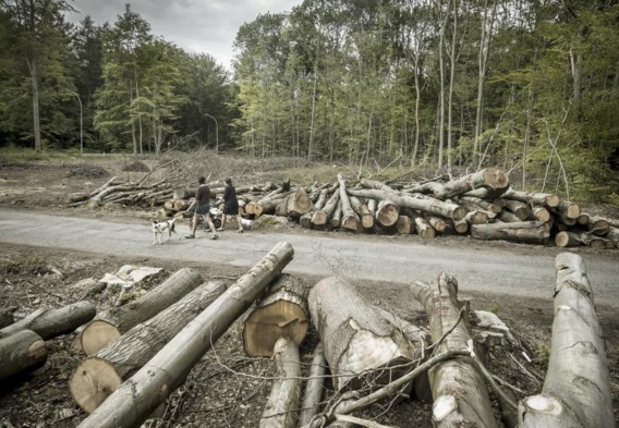 ‘In Vlaanderen wordt averechts beleid gevoerd ten aanzien van openbaar groen.’