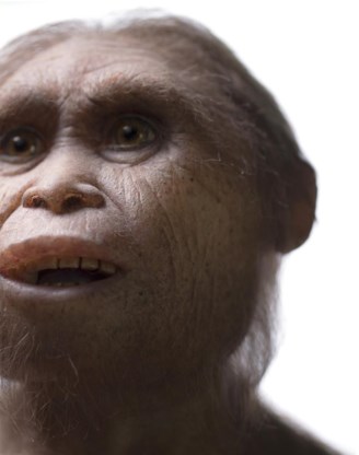 Homo floresiensis.