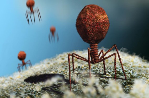 Fagen landen op een bacterie als ruimtetuigen op een noodlottige planeet.