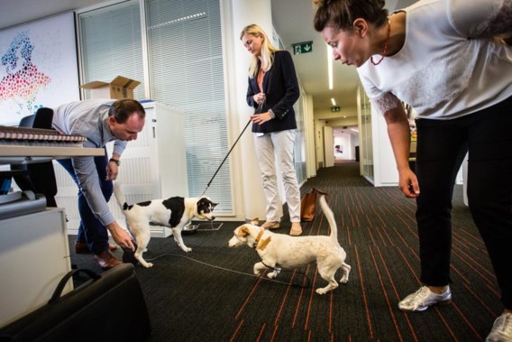 Jane en Vedett besnuffelen Madou en zijn baasje. 'Een van de voordelen is dat mensen je aanspreken omdat je een hond bij je hebt.'
