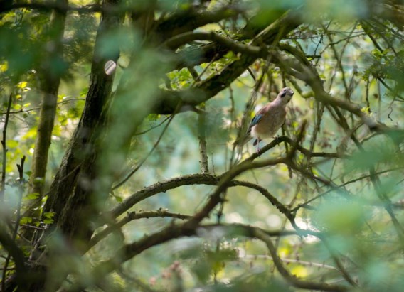 Vlaamse gaai in ‘Klein Zwitserland’, tussen een woonwijk en een spoorweg.