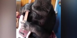 Gorilla Koko jamt met Red Hot Chili Peppers-bassist Flea