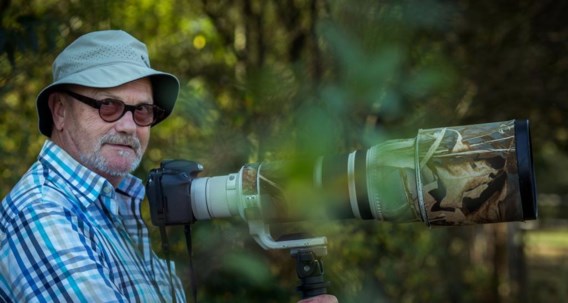Vogelspotter Eddie Meynen heeft de Scharrelaar van Koersel uitvoerig kunnen fotograferen.