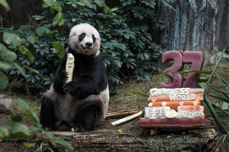 Oudste panda ter wereld gestorven
