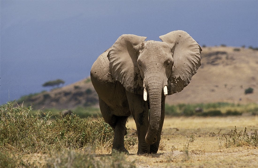aansluiting Kenia 2016
