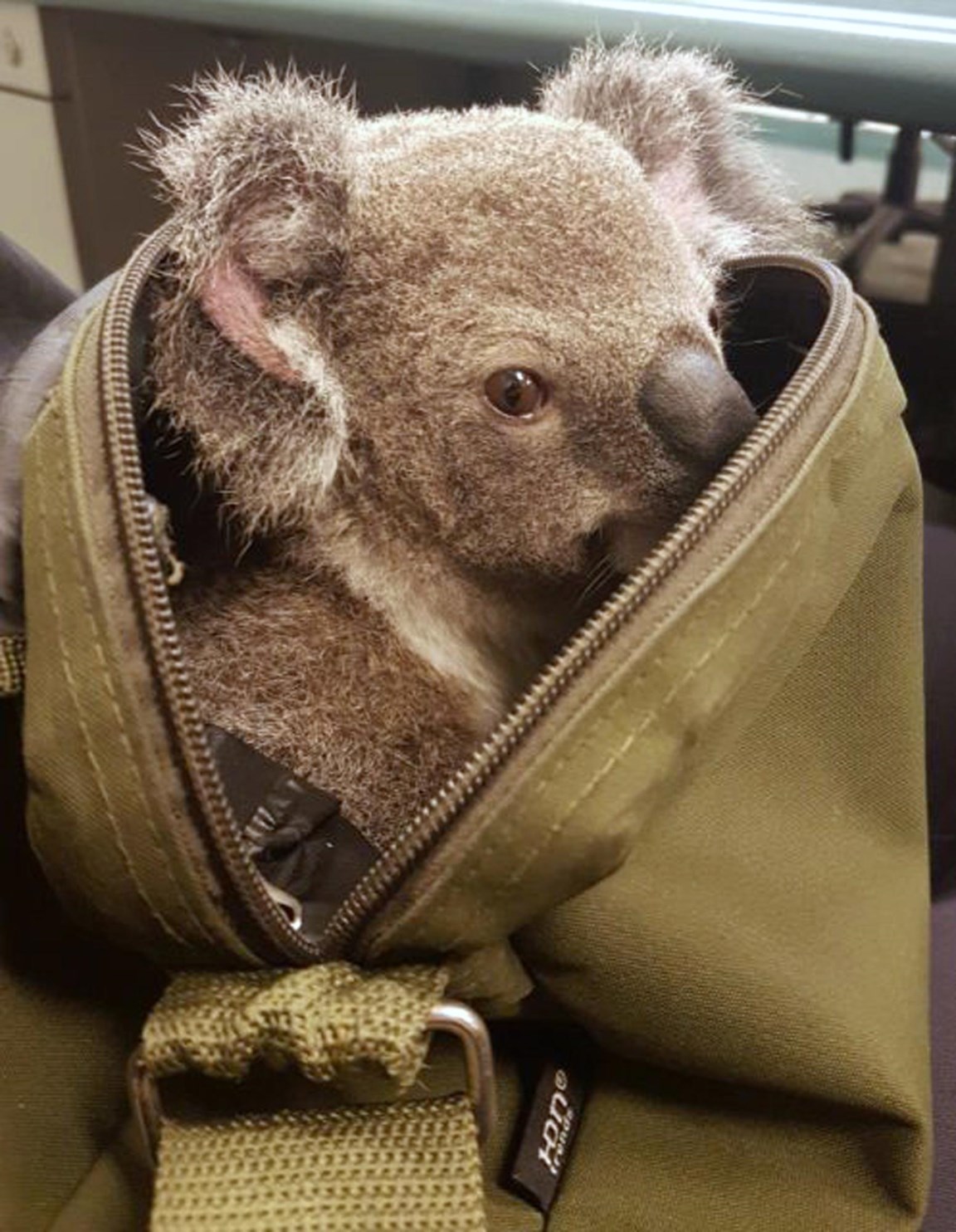 klein pantoffel toewijzen Een koala in een rugzak | De Standaard Mobile