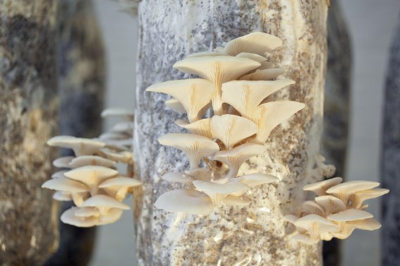 PermaFungi beste project voor ‘toekomstige generaties’