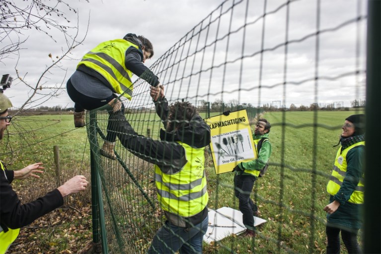 ‘Biotech-populieren zijn valse klimaatoplossing’