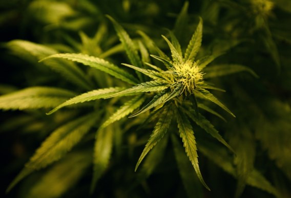 Vlaamse professoren: ‘Legaliseer de productie en het gebruik van cannabis’