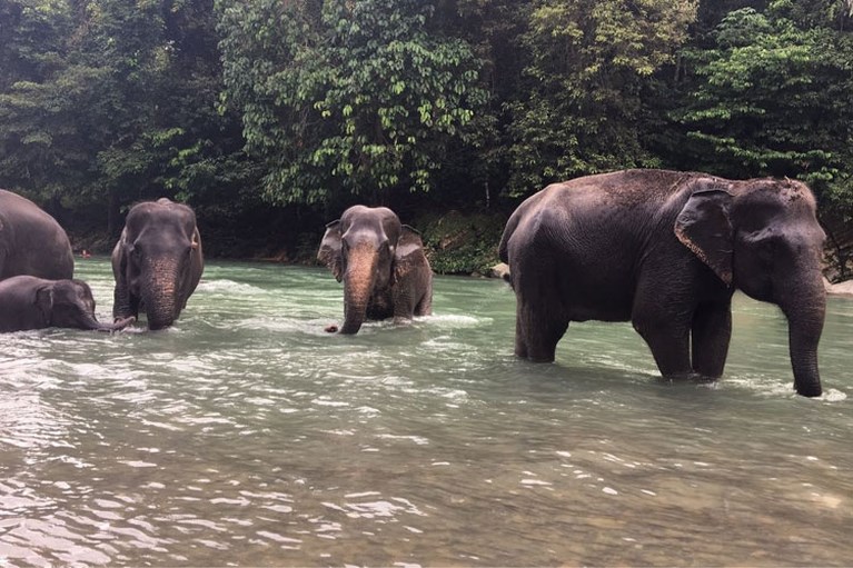 Beestenboel op Sumatra