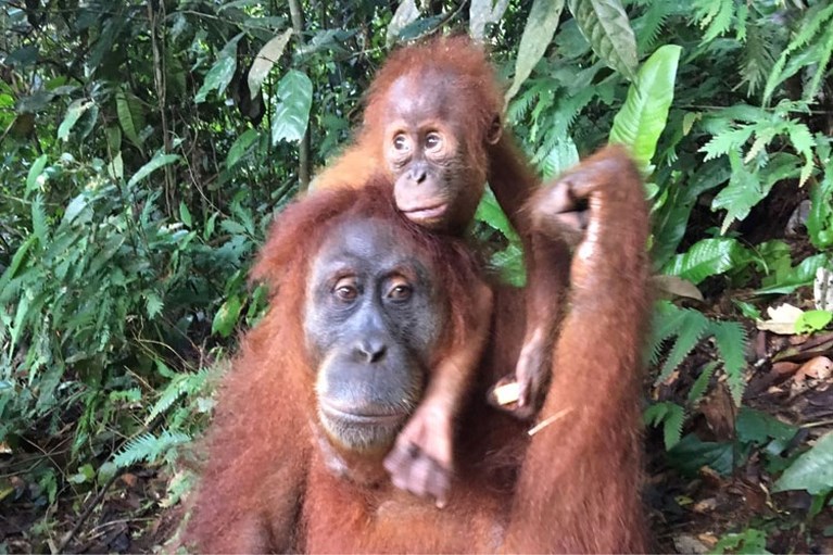 Beestenboel op Sumatra