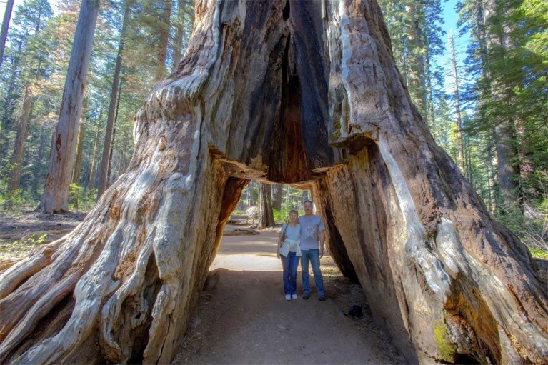 Storm velt eeuwenoude sequoia in Californië
