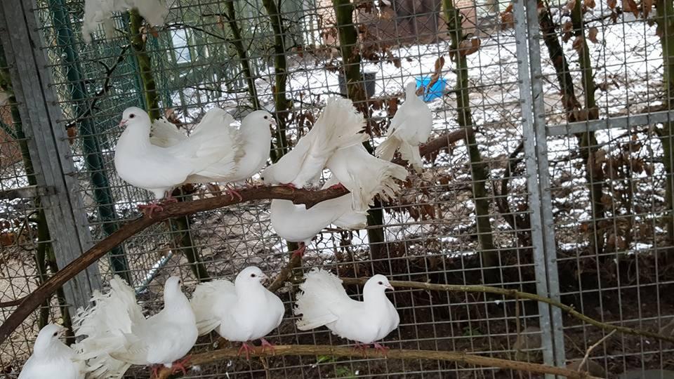 150 witte duiven uit Alkense tuin weggehaald en opgevangen i&hellip; De