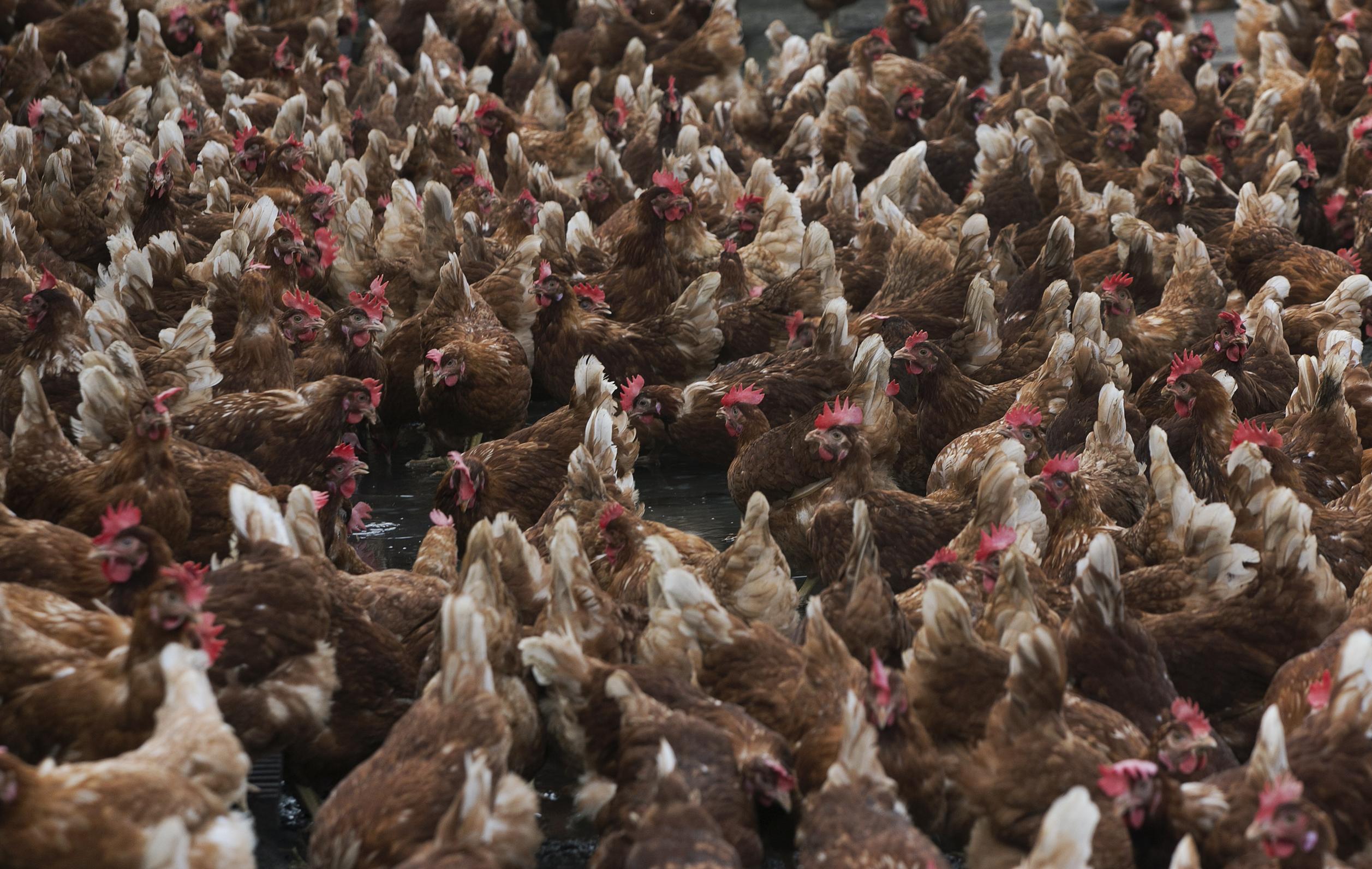 Vrije Uitloopeieren Worden Scharreleieren Door Vogelgriep De Standaard Mobile