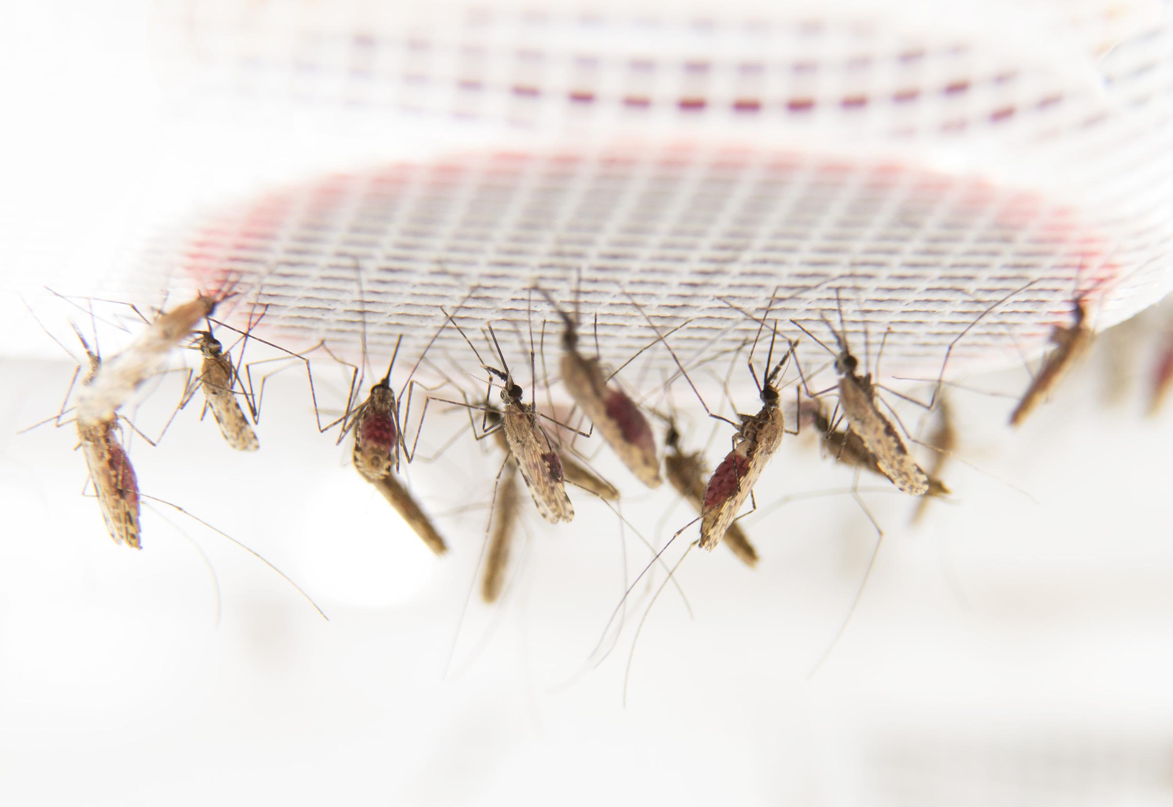 Малярия в домашних условиях. Рой малярийных комаров. Стая комаров. Комары стая.