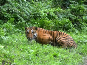 BBC onder vuur na ophefmakende documentaire over populair neushoornpark