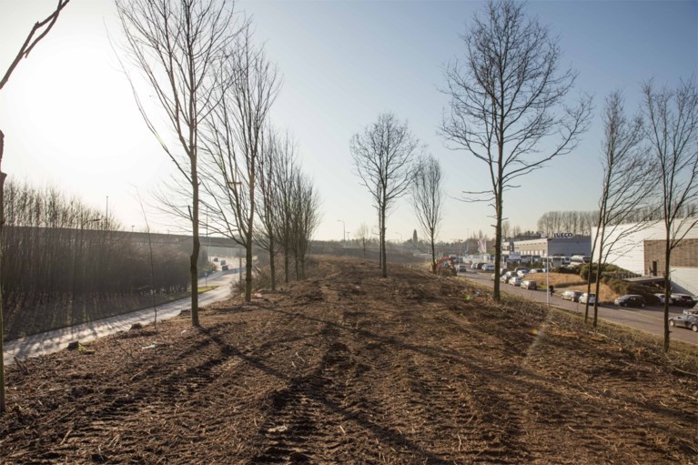 Daarom worden zo massaal veel bomen gekapt langs onze snelwegen