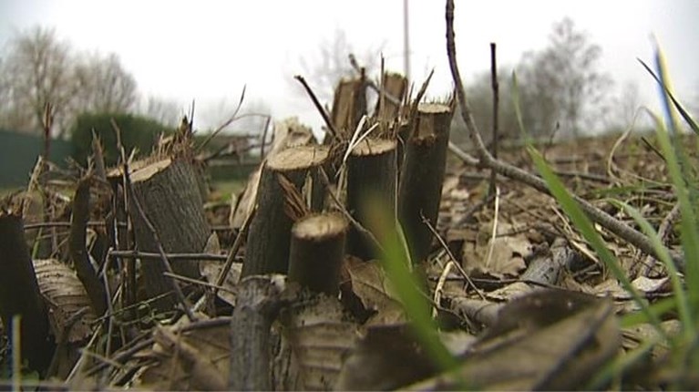 Daarom worden zo massaal veel bomen gekapt langs onze snelwegen