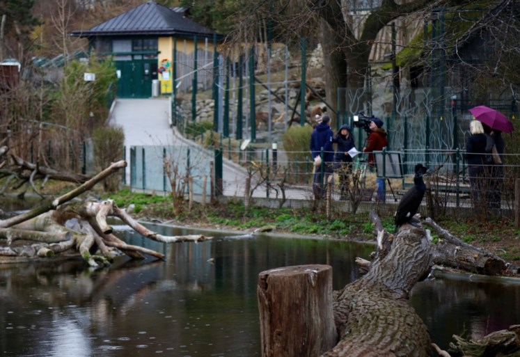 Zoo van Wenen laat alle pelikanen inslapen wegens vogelgriep