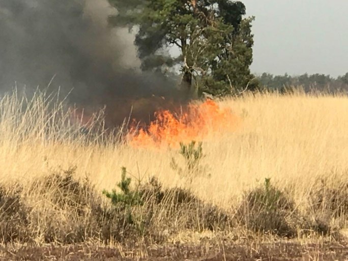 VIDEO. Grote brand op militair domein Schietveld: 60 hectare open vlakte in vlammen opgegaan