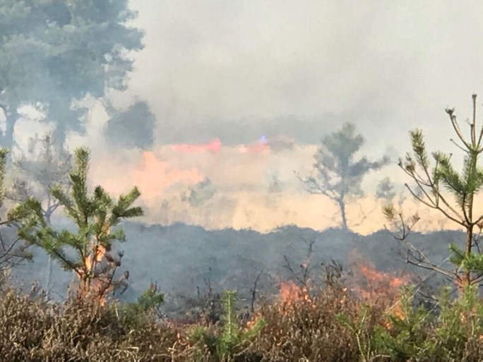 VIDEO. Grote brand op militair domein Schietveld: 60 hectare open vlakte in vlammen opgegaan