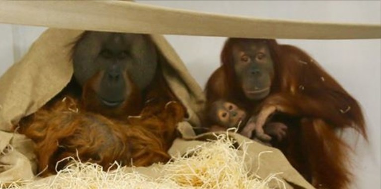 Orang-oetang sterft vlak voor afreis naar ons land
