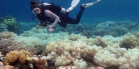 Verbleking Great Barrier Reef kan 750 miljoen dollar kosten
