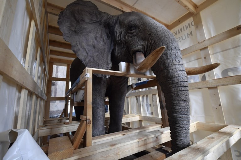 Olifant en giraf terug naar Tervuren