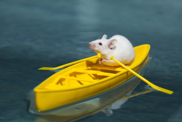 Мышь в воде. Мышь плывет. Мышонок плавает в воде. Мышь под водой.