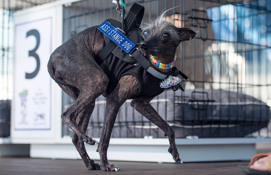 Dit Is De Lelijkste Hond Ter Wereld - De Standaard