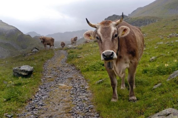 Op wandel in de Alpen? Pas op voor boze koeien