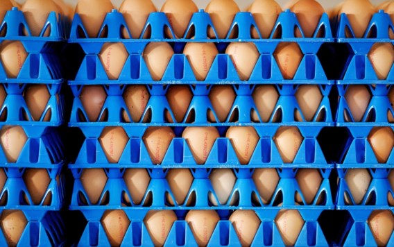 Fipronil in eieren: ‘De eieren op de Belgische markt zijn veilig’