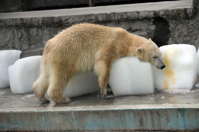 Is de zoo met uitsterven bedreigd?
