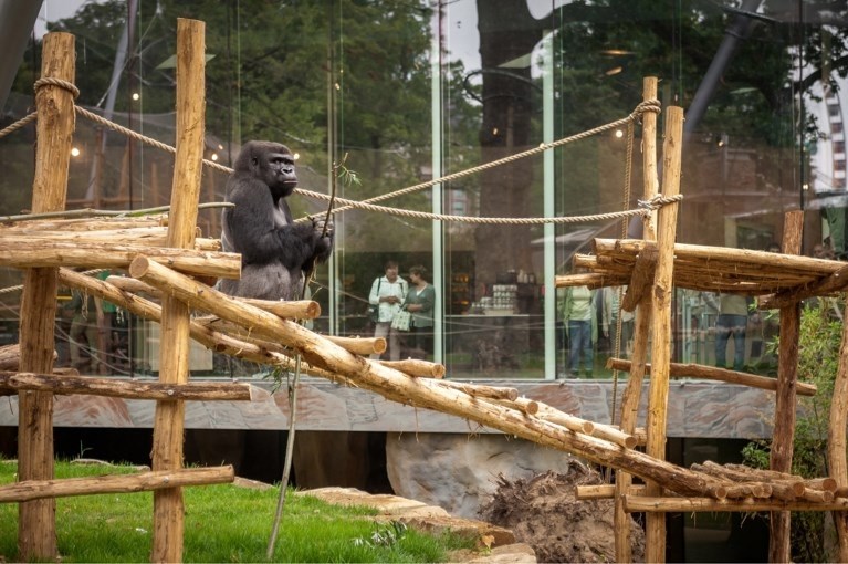 Is de zoo met uitsterven bedreigd?