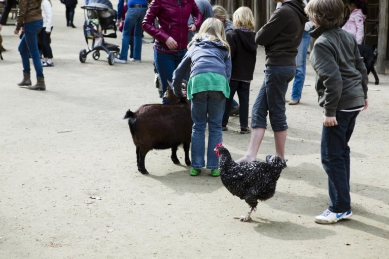 Is de zoo met uitsterven bedreigd?