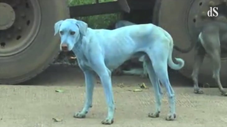 Blauwe honden zorgen voor bizar spektakel in Mumbai | Standaard Mobile
