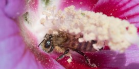 Bijen zijn belangrijk voor bruto binnenlands product
