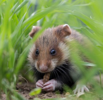 Vlaamse wilde hamster met uitsterven bedreigd