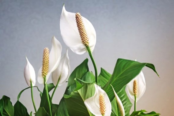 De beste planten om de lucht in huis te zuiveren