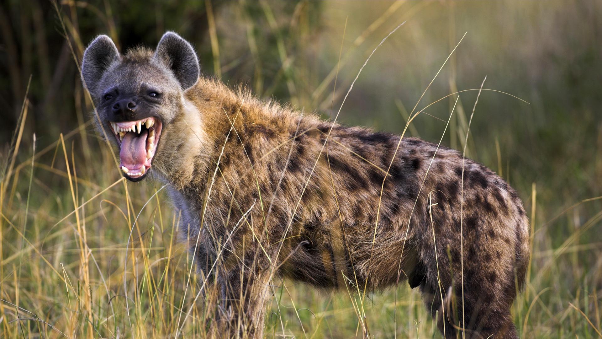 pas-maar-op-als-hyenahonden-beginnen-te-niezen-de-standaard