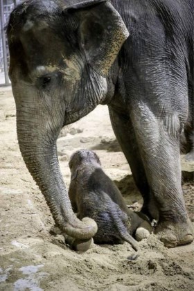 Pairi Daiza verwelkomt pasgeboren olifantje