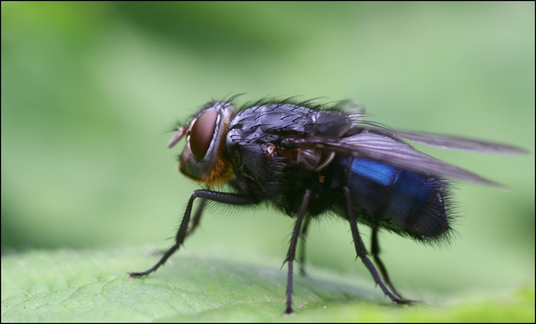 Bij welke temperatuur stopt een vlieg met vliegen? De