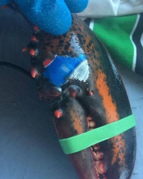 Kreeft met ‘Pepsi-tattoo’ toont oceaanvervuiling aan