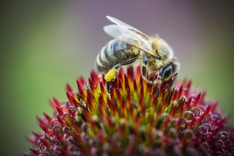 Bijen gaan luchtvervuiling opsporen in Brussel